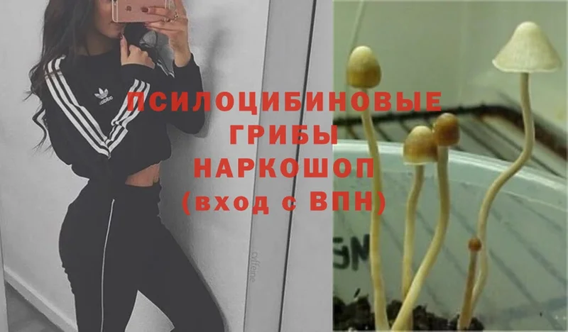 Галлюциногенные грибы Magic Shrooms  Калязин 